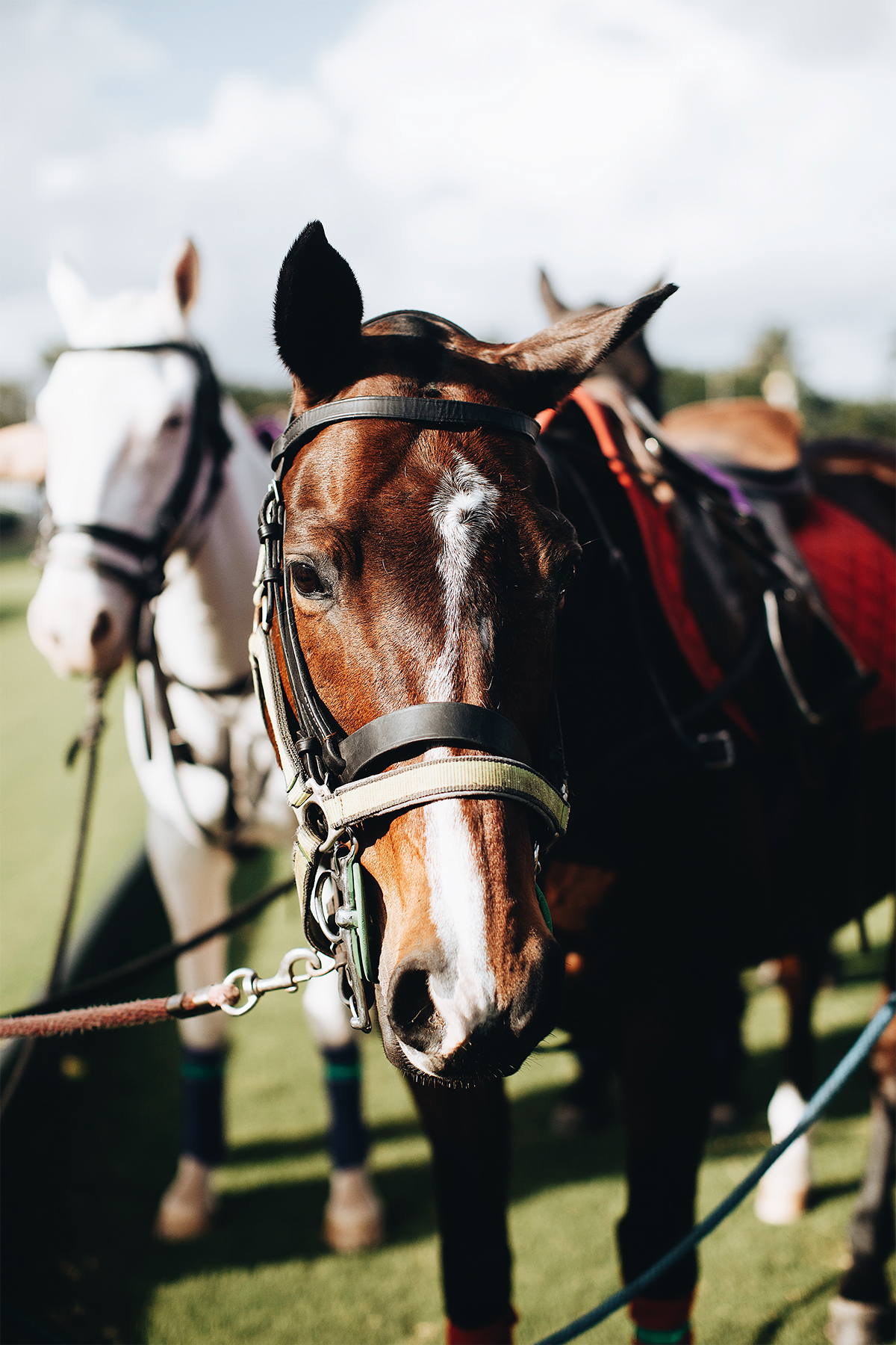 Palm Beach International Polo Horse