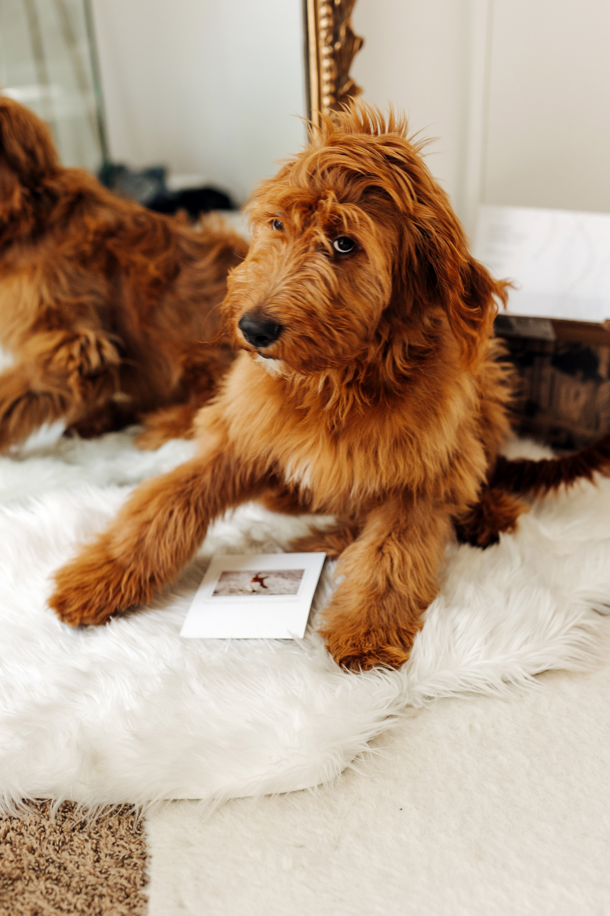 Fashion Jackson Minted Save the Dates and Bear the Golden Doodle